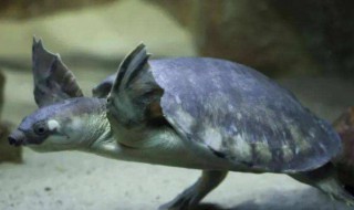 猪箅龟是否属国家保护动物 猪鼻龟从什么时候起算保护动物