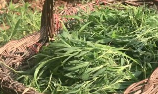 扫帚菜不能和什么同吃 扫帚菜不能和什么同吃吗