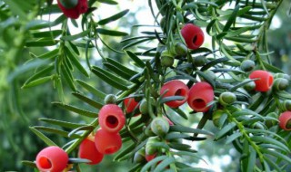 紫杉有什么功效和作用 紫杉有什么功效和作用禁忌