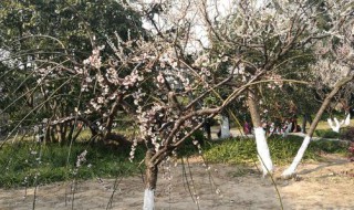 新叶初冉冉初蕊新霏霏的意思（新叶初苒苒）