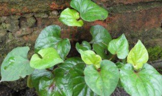 黑芥穗在完带汤中有什么作用 黑芥穗在完带汤中的作用