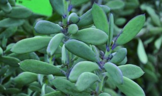 紫章怎么养 紫珠怎么养