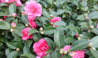 你知道茶梅是什么吗（茶梅百度百科）