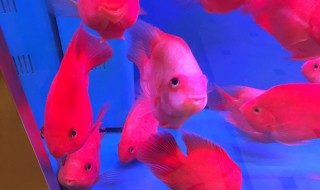 元宝鱼一天喂多少食为最佳 元宝鱼几天喂一次食最佳