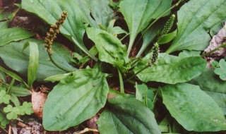 车前草可以治痛风吗（痛风怎么治才能治断根）