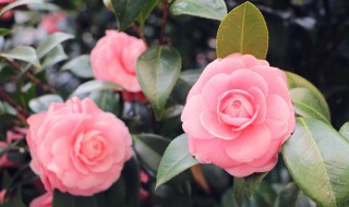 家里养花怎么正确施肥 家里养花要准备哪些肥料