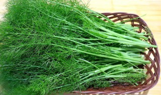 茴香的功效作用有哪些 茴香的功效作用有哪些禁忌