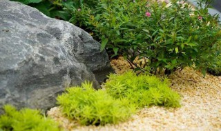 佛甲草功效与作用有哪些 佛甲草的功效和作用