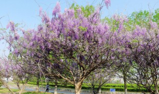 紫藤树如何种植（紫藤树怎么种植）