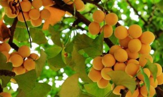 中国的国树（中国的国树,国花,国鸟分别是什么）