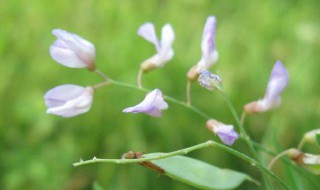 兵豆的作用和功效有哪些(兵豆的作用和功效有哪些图片)