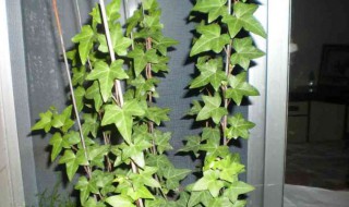 五叶地锦的作用与功效有哪些(五叶地锦的药用功效)