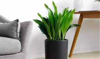 一叶兰怎么养才好（盆栽一叶兰怎么养?）