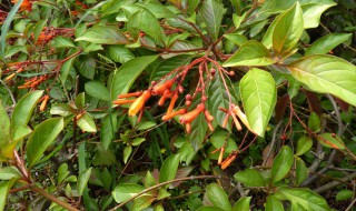 希茉莉究竟有果实吗（茉莉的果实）