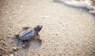 海龟养殖方法(海龟怎么养活)