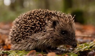 怎么分辨刺猬是冬眠还是死了（刺猬冬眠是什么样的）