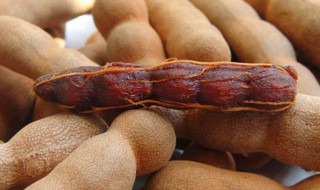 云南甜酸角的功效营养(云南甜角的营养价值)