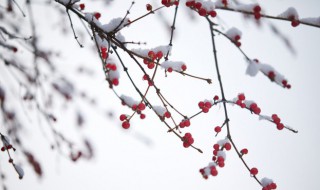 雪后燕瑶池人间第一枝的意思