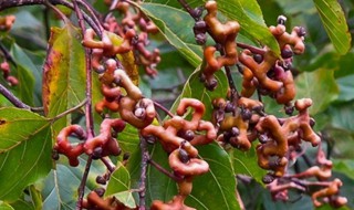 万寿果泡酒方法(万寿果泡酒方法配方泡万寿果酒需要放枸杞吗)