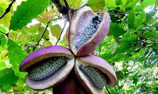 八月瓜苦籽能不能食用 八月瓜苦籽能不能食用呀