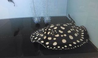 怎么给魟鱼喂食（鳑鲏鱼怎么喂食）