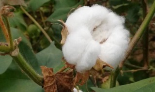 好棉花的鉴别方法（好棉花的鉴别方法图片）