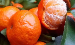 沙糖桔怎么挑选 沙糖桔怎么挑选比较甜