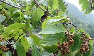 鸡爪梨怎么挑选 鸡爪梨怎么挑选才好吃