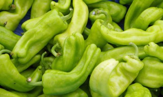 青椒怎么挑选（青椒怎么挑选才好吃）