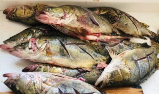 正宗臭桂鱼的腌制方法（臭桂鱼如何腌制）