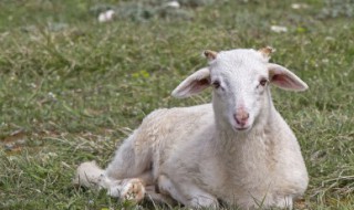 正宗炭烤羊腿腌制方法 正宗炭烤羊腿腌制方法图片