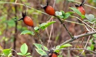 金樱子泡酒方法 金樱子的功效与作用泡酒配方