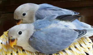 牡丹鹦鹉养殖方法（牡丹鹦鹉养殖方法和注意事项）