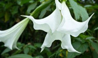 曼陀罗泡酒的方法 曼陀罗泡酒的方法视频