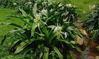 文殊兰的养殖方法（文殊兰的养殖方法和技术）