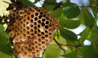 马蜂窝泡酒的方法(马蜂窝泡酒的方法视频)