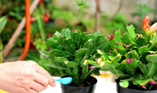 蟹爪莲的养殖方法 蟹爪莲的养殖方法和注意事项栀子