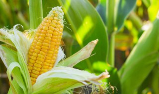 玉米是单子叶还是双子叶 玉米是单子叶还是双子叶的