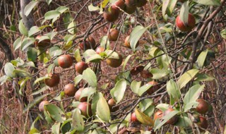 油茶一亩可产多少茶籽 油茶一亩可产多少茶籽种子