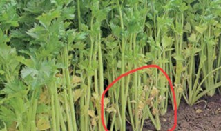 水芹菜什么时候种植 水芹菜什么时候种植?怎么种植?