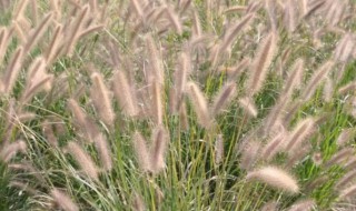 蒲苇的养殖方法是什么呢（蒲苇的养殖方法是什么呢图片）