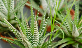 十二卷的繁殖方法（十二卷种子的种植方法）