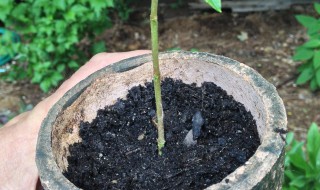 移栽生根粉的使用方法(树苗移栽生根粉的使用方法)