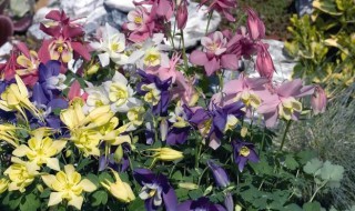 盆栽耧斗菜的种植方法 耧斗菜移栽