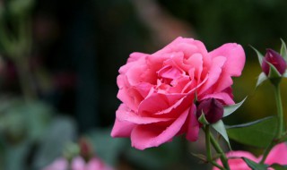 月季花的繁殖方法 月季花的繁殖方法视频