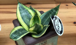 虎皮兰插枝方法 虎皮兰的插枝方法