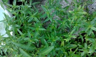 蛇舌草的功效与作用 蛇舌草图片