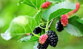 桑树插枝方法 桑树插枝方法图片