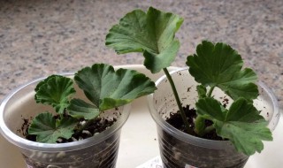 天竺葵繁殖方法(天竺葵繁殖方法和过程)