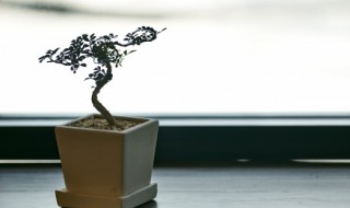 种子盆栽种植方法（种子盆栽种植方法视频）